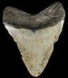 Megalodon Tooth - North Carolina #65686-2